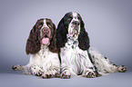 Zwei English Springer Spaniels