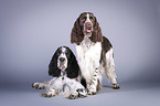 Zwei English Springer Spaniels