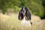 liegender English Springer Spaniel