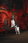 English Springer Spaniel