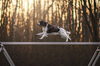 English Springer Spaniel