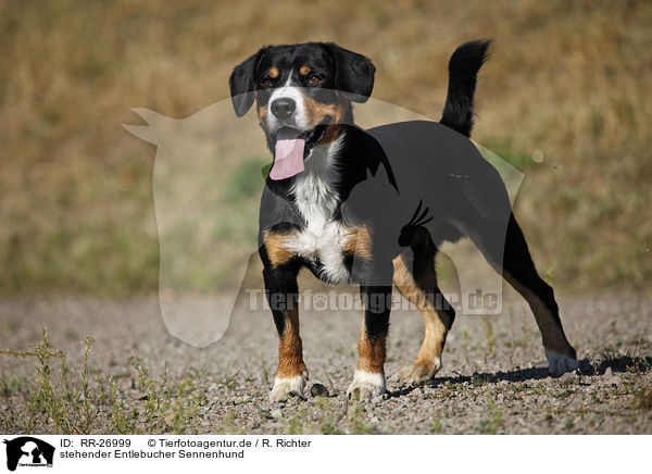 stehender Entlebucher Sennenhund / standing Entlebucher Mountain Dog / RR-26999