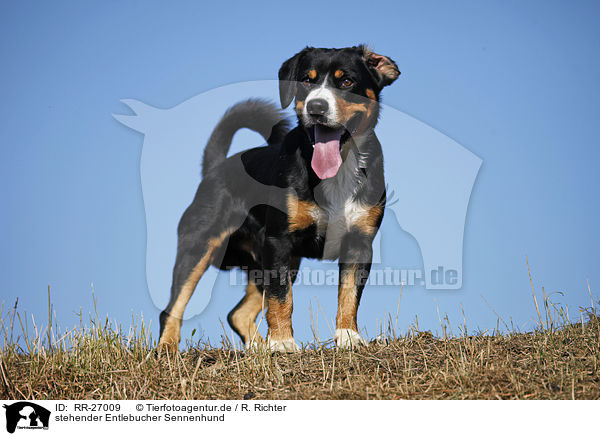 stehender Entlebucher Sennenhund / standing Entlebucher Mountain Dog / RR-27009