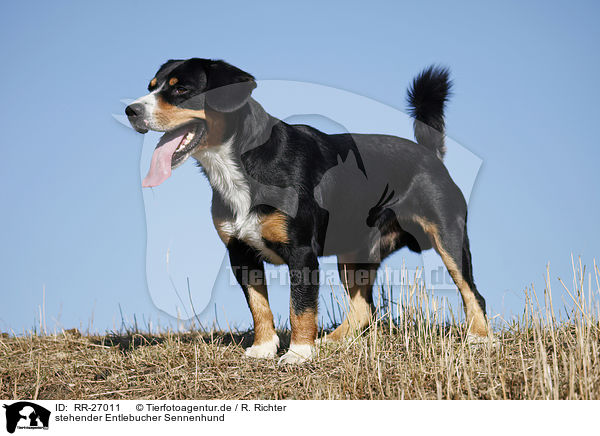 stehender Entlebucher Sennenhund / standing Entlebucher Mountain Dog / RR-27011