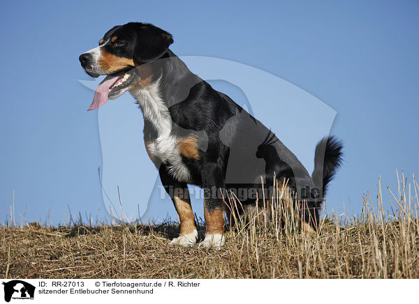 sitzender Entlebucher Sennenhund / sitting Entlebucher Mountain Dog / RR-27013