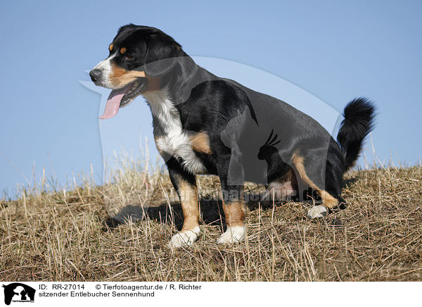 sitzender Entlebucher Sennenhund / sitting Entlebucher Mountain Dog / RR-27014