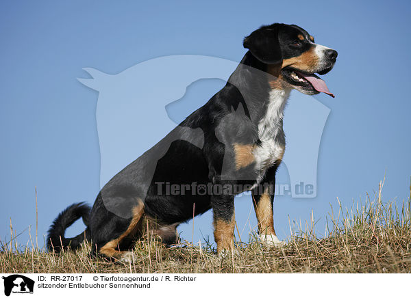 sitzender Entlebucher Sennenhund / sitting Entlebucher Mountain Dog / RR-27017