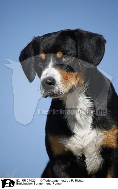 Entlebucher Sennenhund Portrait / Entlebucher Mountain Dog / RR-27022