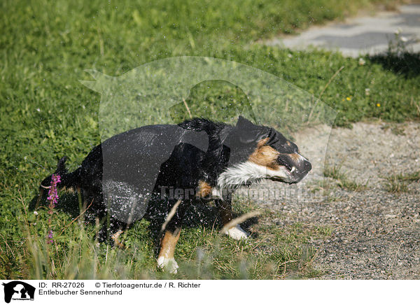 Entlebucher Sennenhund / Entlebucher Mountain Dog / RR-27026