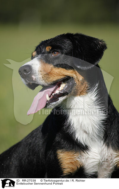 Entlebucher Sennenhund Portrait / Entlebucher Mountain Dog / RR-27038