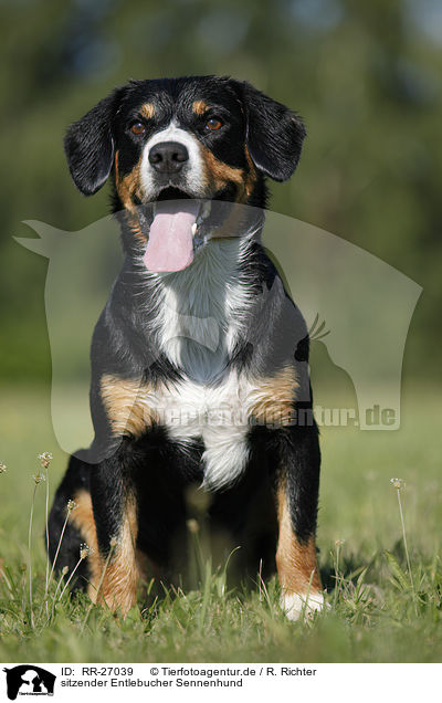 sitzender Entlebucher Sennenhund / sitting Entlebucher Mountain Dog / RR-27039
