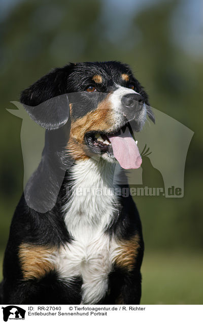 Entlebucher Sennenhund Portrait / Entlebucher Mountain Dog / RR-27040