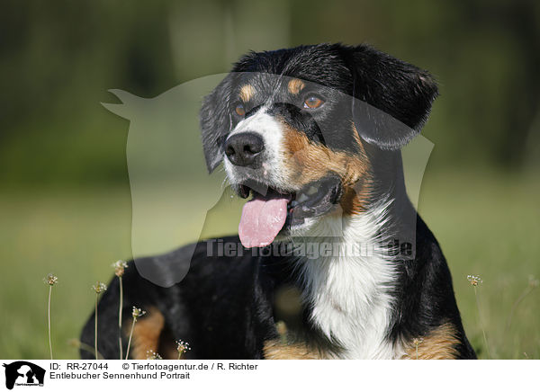Entlebucher Sennenhund Portrait / RR-27044