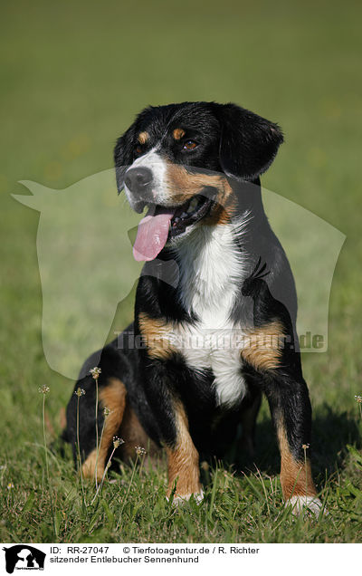 sitzender Entlebucher Sennenhund / sitting Entlebucher Mountain Dog / RR-27047