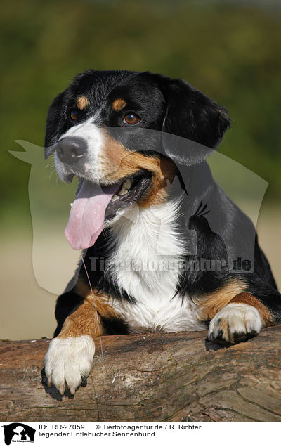 liegender Entlebucher Sennenhund / lying Entlebucher Mountain Dog / RR-27059