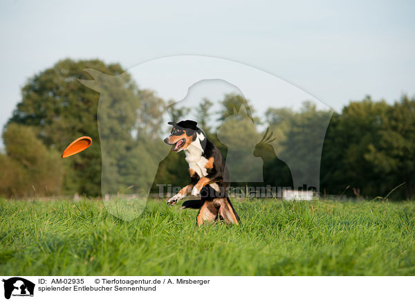 spielender Entlebucher Sennenhund / AM-02935