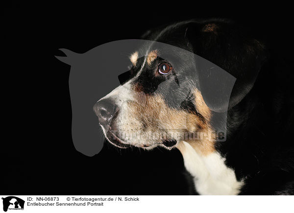Entlebucher Sennenhund Portrait / Entlebucher Mountain Dog Portrait / NN-06873