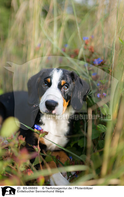 Entlebucher Sennenhund Welpe / Entlebucher Mountain Dog Puppy / BS-06669