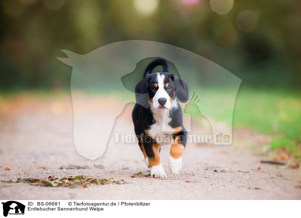 Entlebucher Sennenhund Welpe / Entlebucher Mountain Dog Puppy / BS-06681