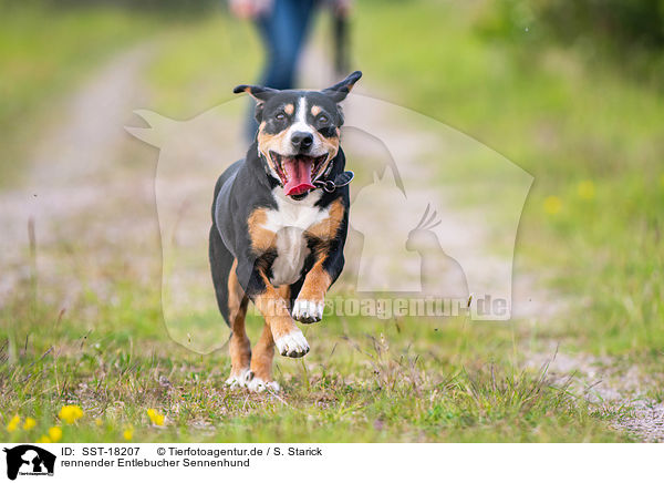 rennender Entlebucher Sennenhund / SST-18207