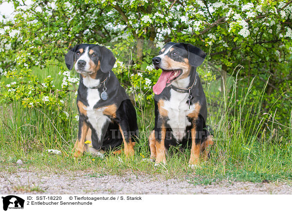 2 Entlebucher Sennenhunde / 2 Entlebucher Mountain Dogs / SST-18220