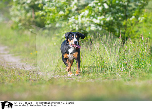 rennender Entlebucher Sennenhund / SST-18225