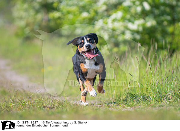 rennender Entlebucher Sennenhund / SST-18227