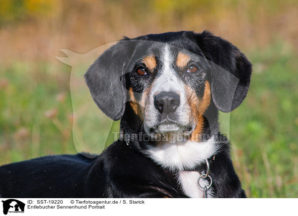 Entlebucher Sennenhund Portrait / SST-19220