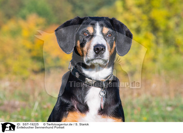 Entlebucher Sennenhund Portrait / SST-19225