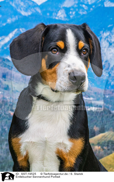 Entlebucher Sennenhund Portrait / SST-19525