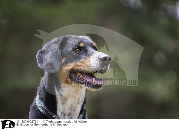 Entlebucher Sennenhund im Sommer / Entlebuch Mountain Dog im summer / MAH-02731