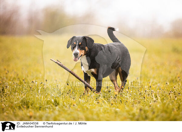 Entlebucher Sennenhund / JAM-04538