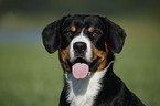 Entlebucher Sennenhund Portrait