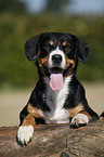 liegender Entlebucher Sennenhund