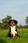 sitzender Entlebucher Sennenhund