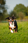 rennender Entlebucher Sennenhund