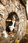 Entlebucher Sennenhund