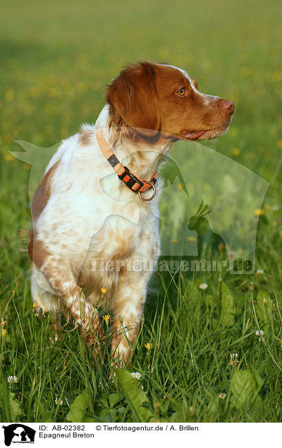 Epagneul Breton / Brittany Spaniel / AB-02382