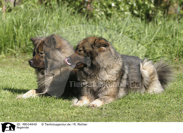 liegende / lying Eurasier / RR-04649