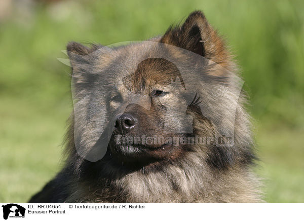 Eurasier Portrait / Eurasian Portrait / RR-04654