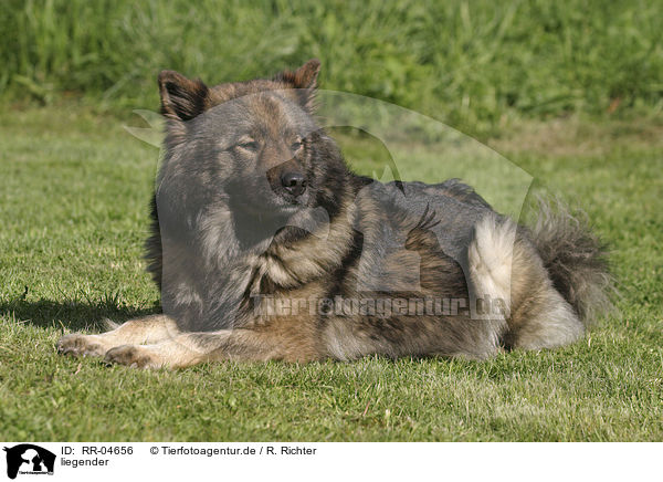 liegender / lying Eurasier / RR-04656