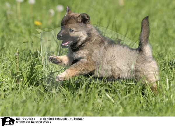 rennender Eurasier Welpe / running puppy / RR-04658