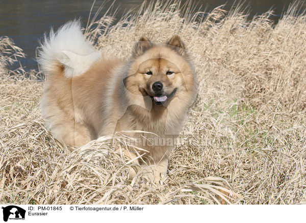 Eurasier / Eurasian / PM-01845