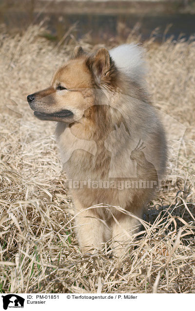 Eurasier / Eurasian / PM-01851