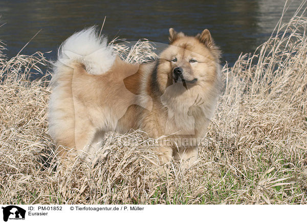 Eurasier / Eurasian / PM-01852