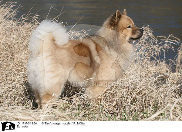 Eurasier / Eurasian / PM-01854