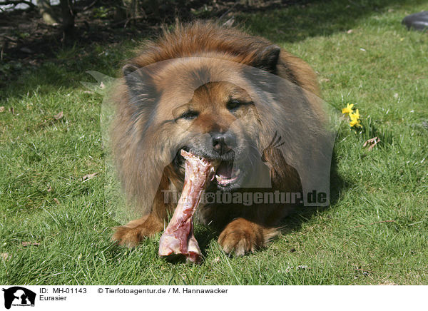 Eurasier / Eurasian / MH-01143