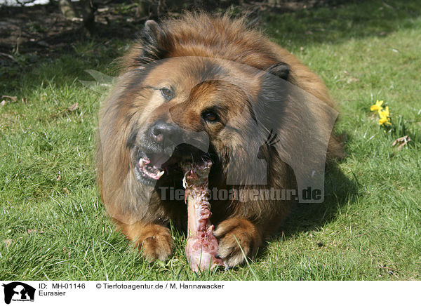 Eurasier / Eurasian / MH-01146