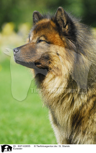 Eurasier / Eurasian / SST-02855