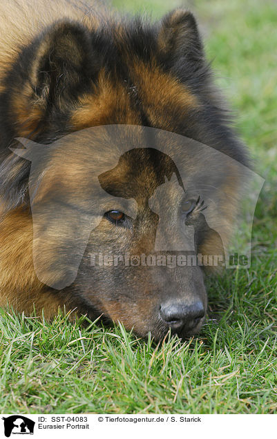 Eurasier Portrait / Eurasian Portrait / SST-04083